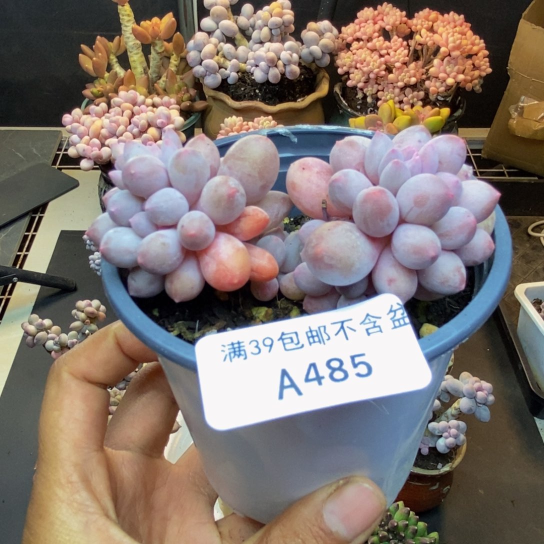 485香水手指奶多肉7c m