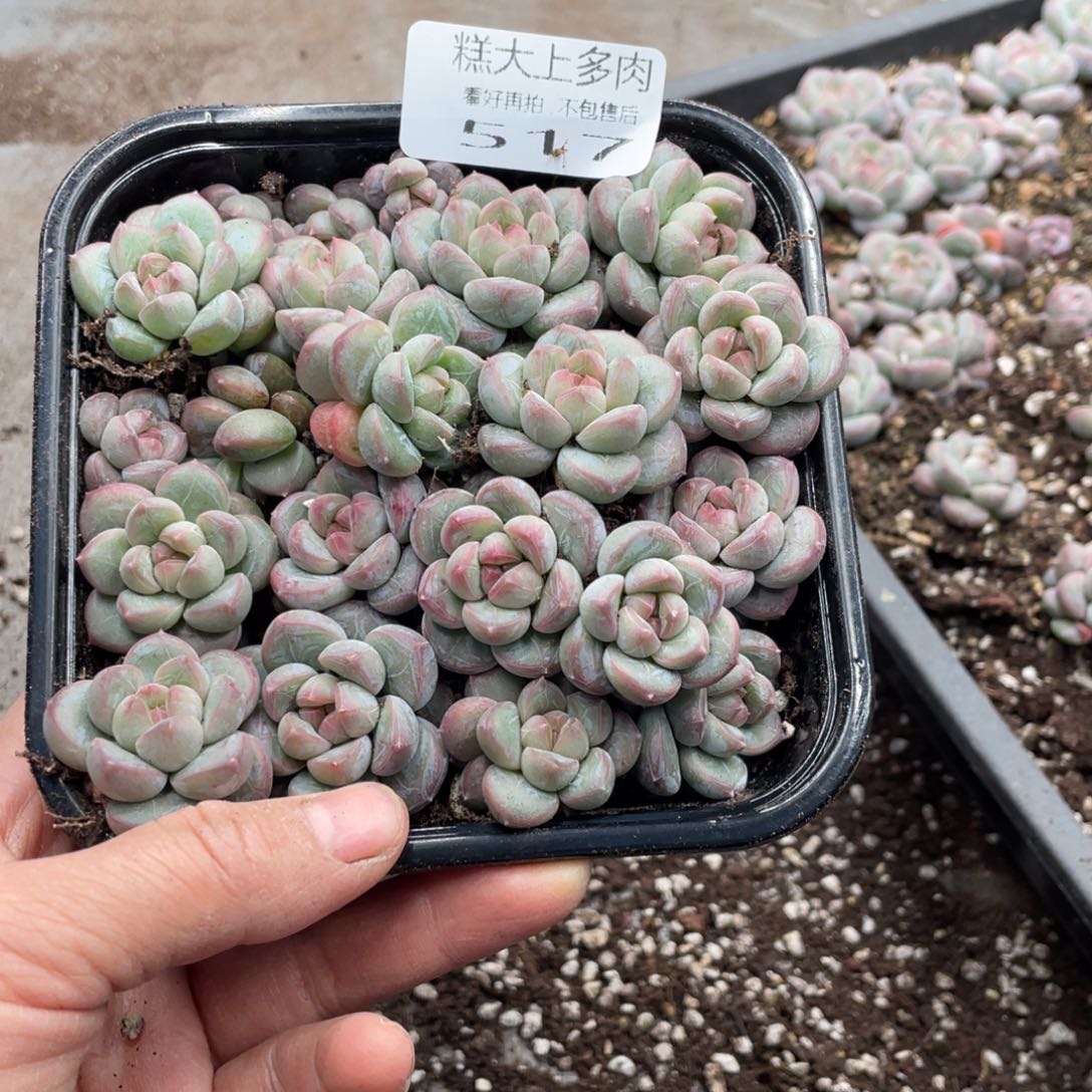 糕大上多肉植物517