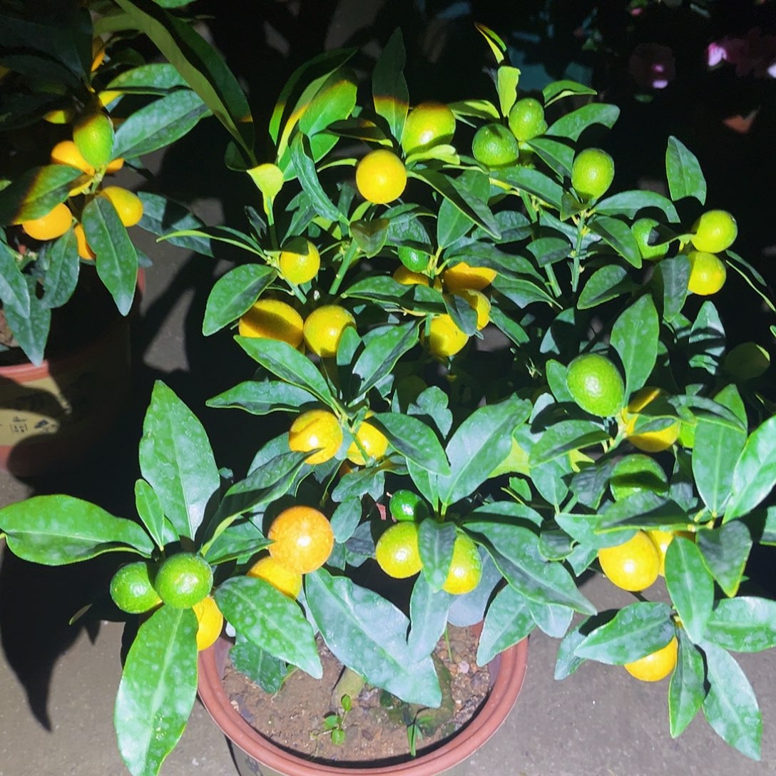 林***懒完全开放果树88888888