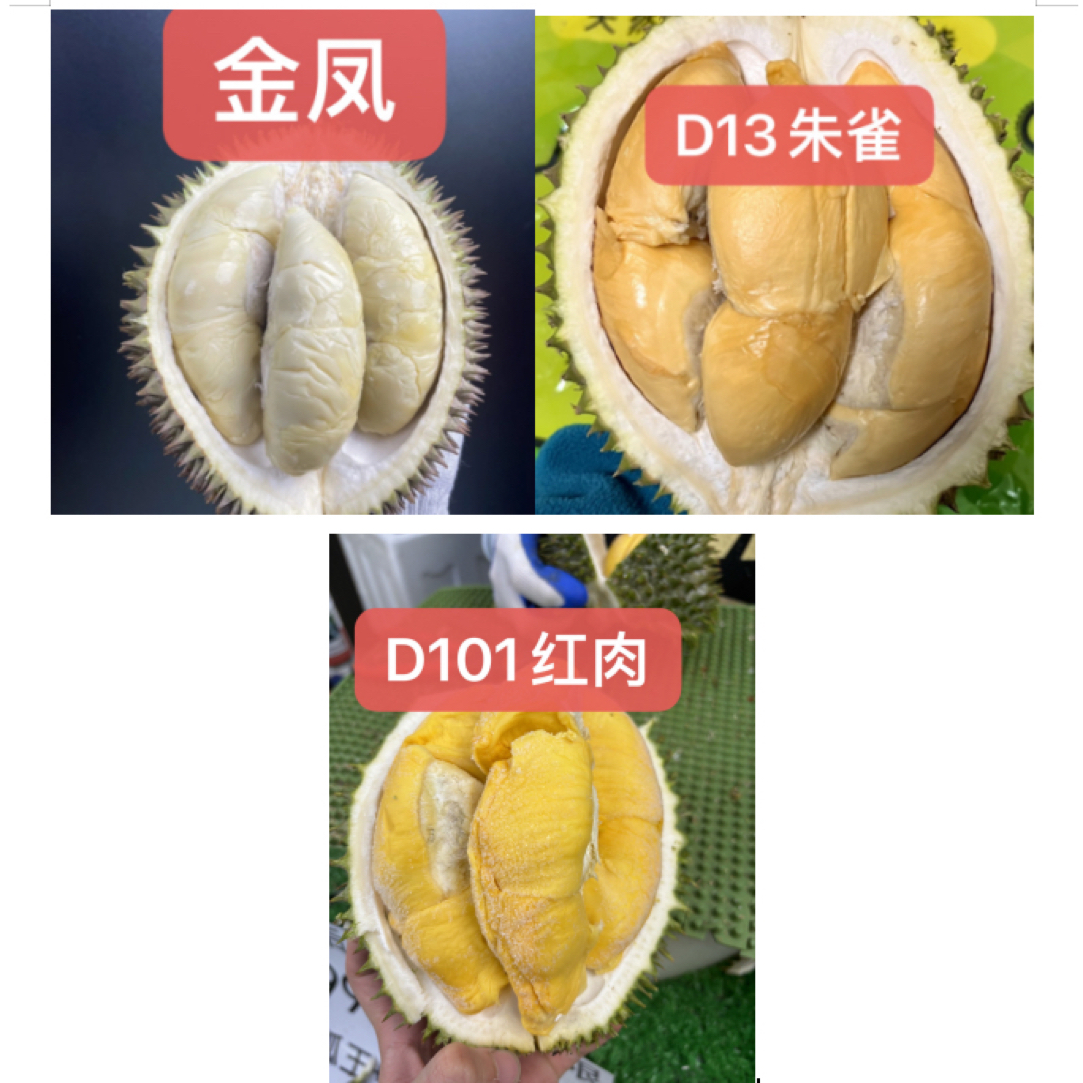 卷毛猴子福利金凤D198，朱雀D13，红肉D101三拼液氮冷冻榴莲进口