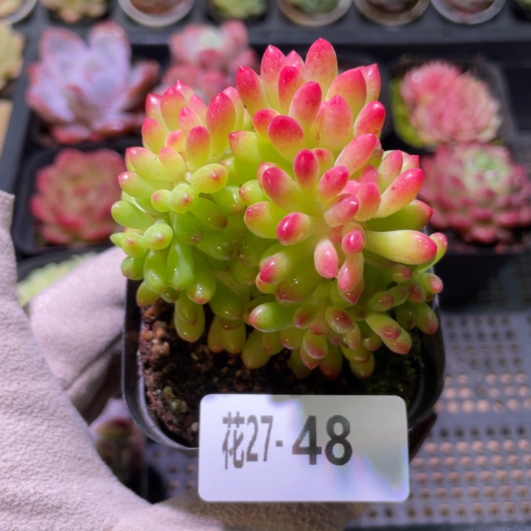 花利美27-48青松缀化