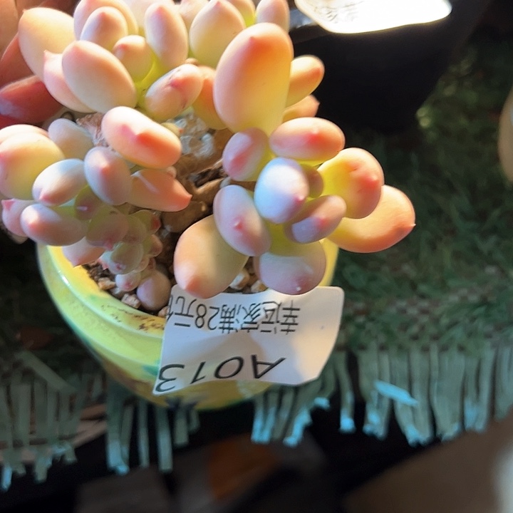 温*幸运的是我的朋友