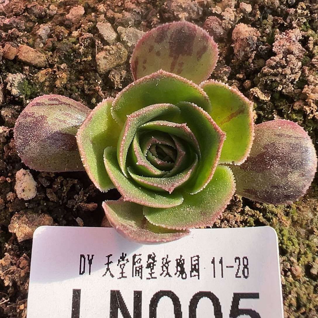 LN005绝色3代-厚叶代珠珠