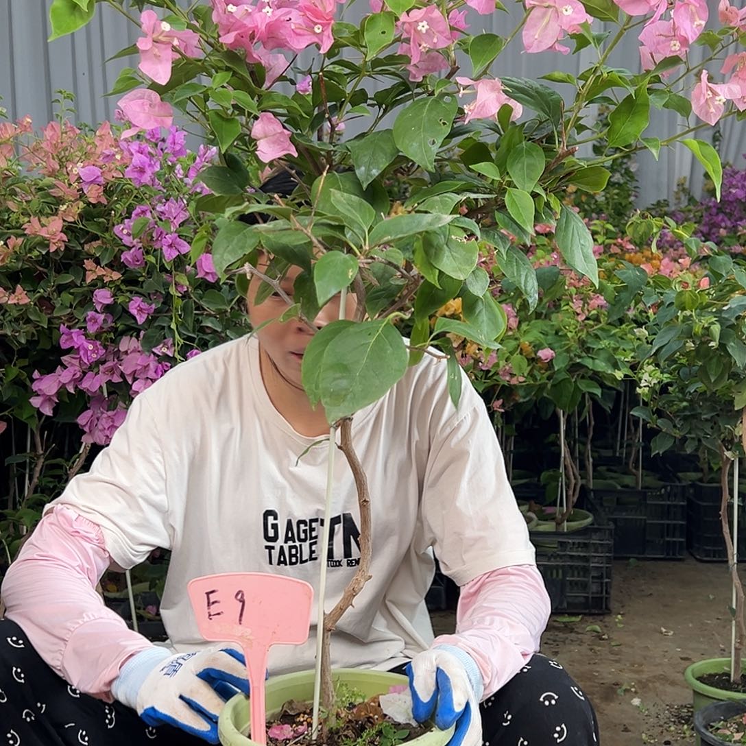糯***子大部分花苞少量开放E9橙粉