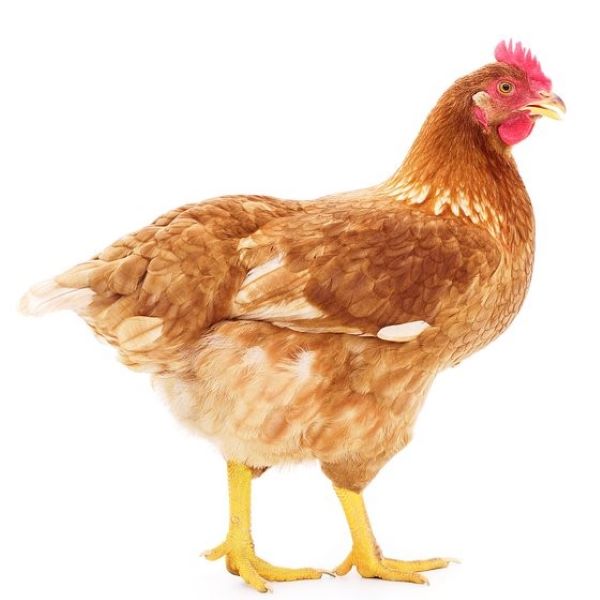 农家散养高产海兰褐蛋鸡肉质鲜美整鸡包邮