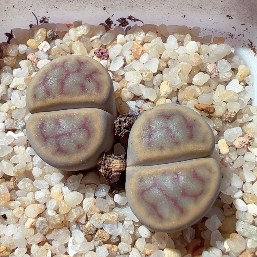 1130-933多肉多肉招福玉