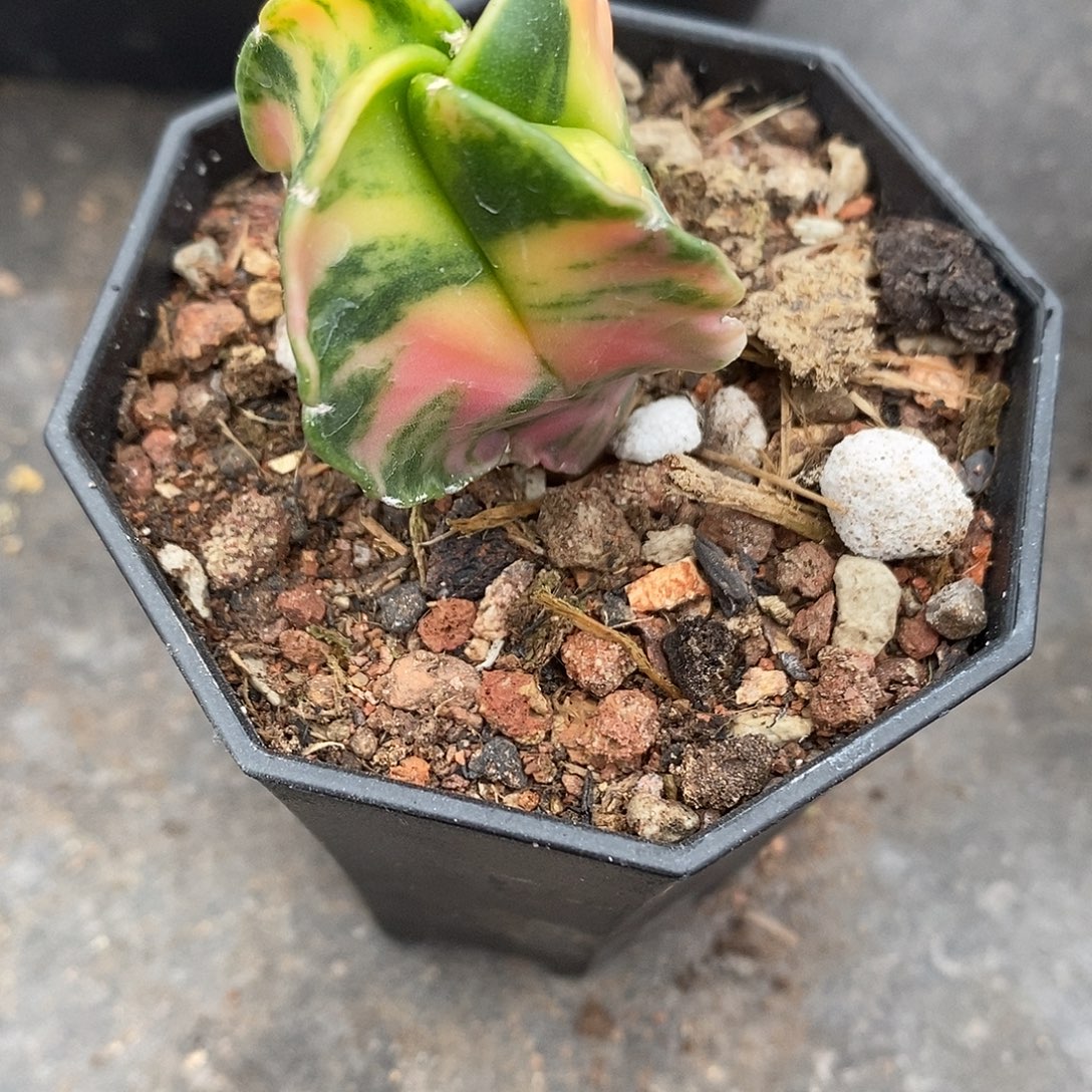 实生  鸾凤玉锦3.5公分左右一物一拍