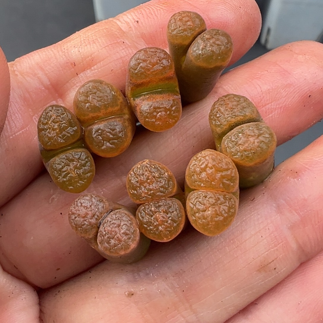 12.6好看的多肉脱土发货234高腿