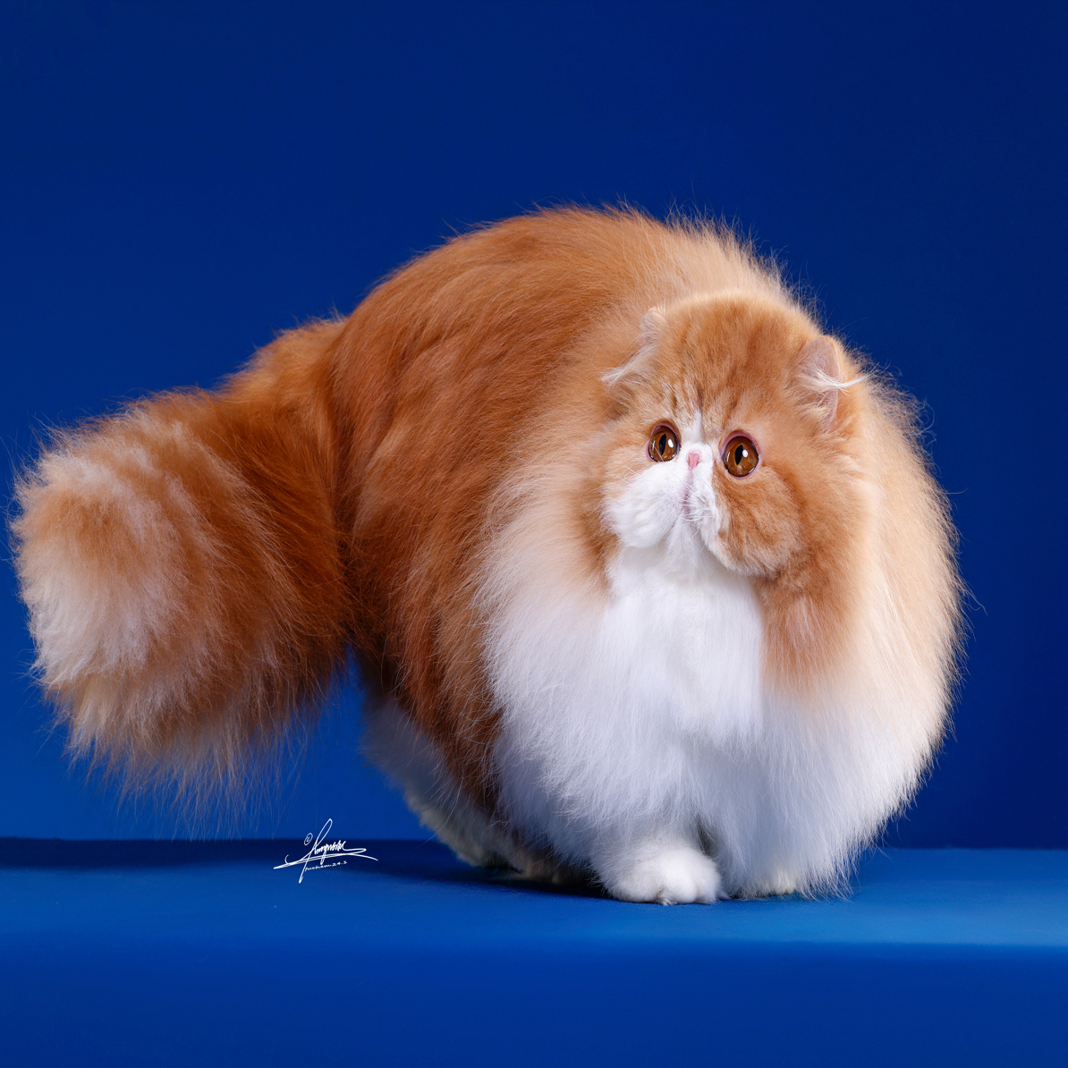 MODEL CAT模特猫 世界冠军LI栗子