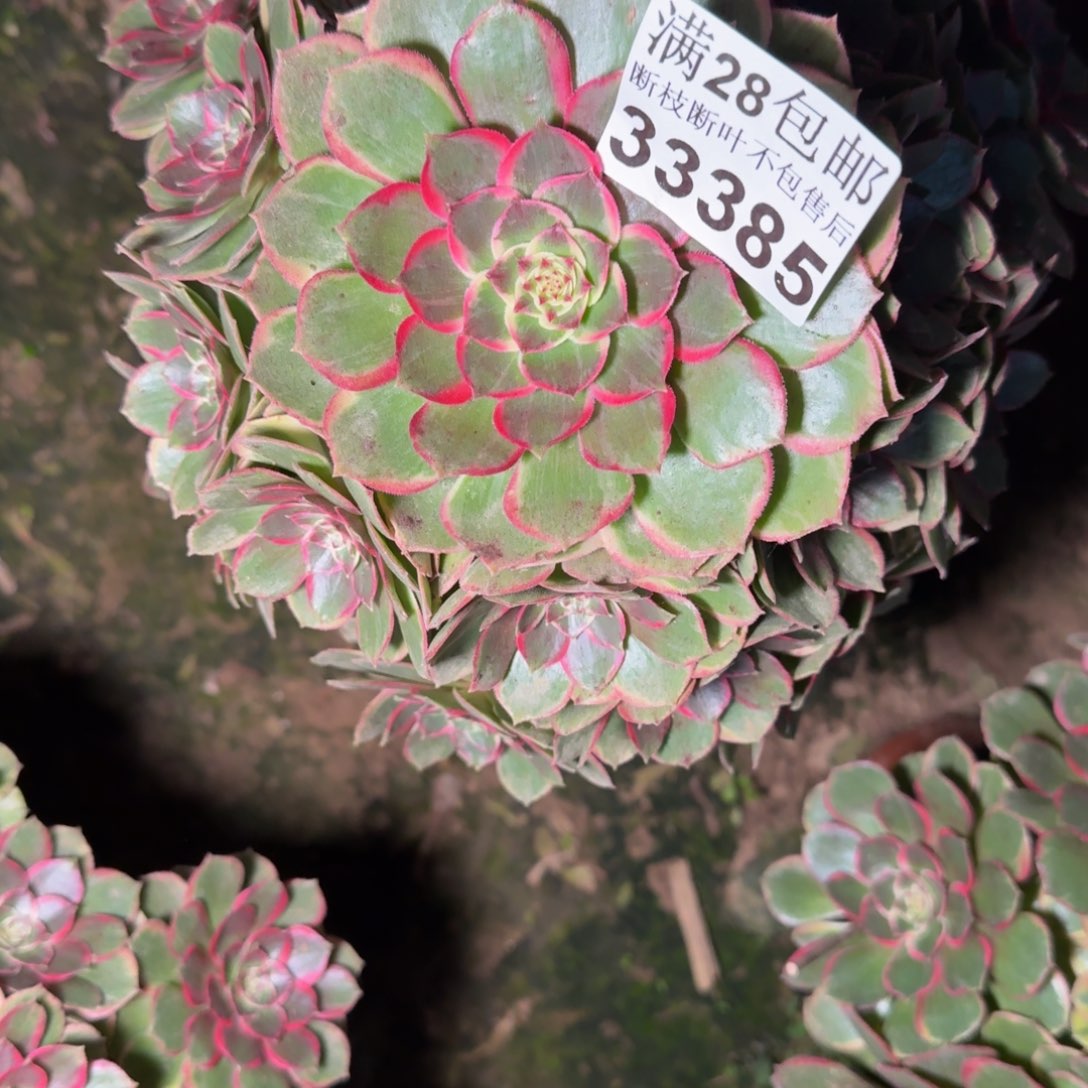 33385花妖多肉植物