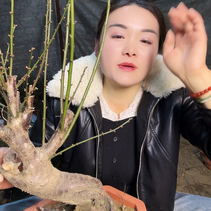 无花朵梅花♣️梅花