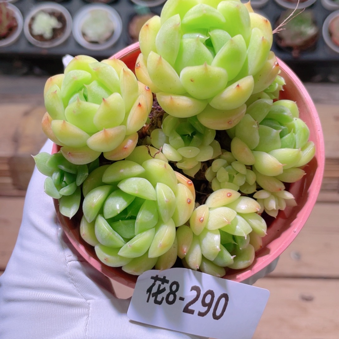 花利美8-290海王 