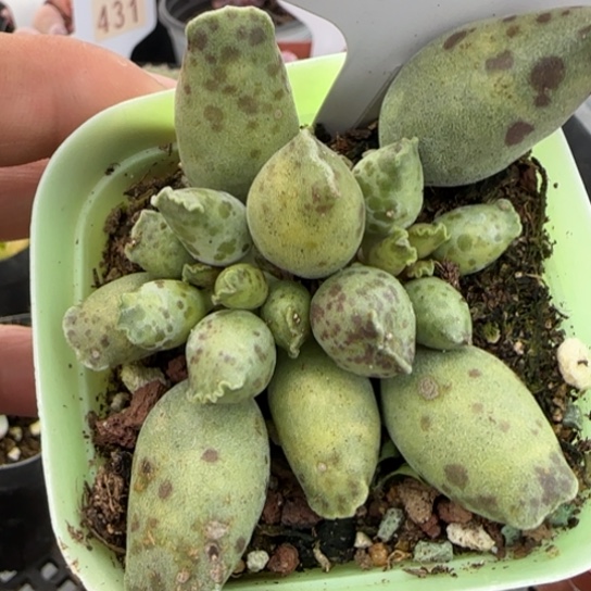 393海豹一物一拍多肉