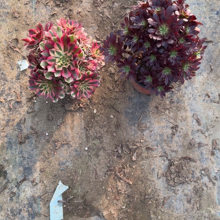 一单包邮不包侧枝19