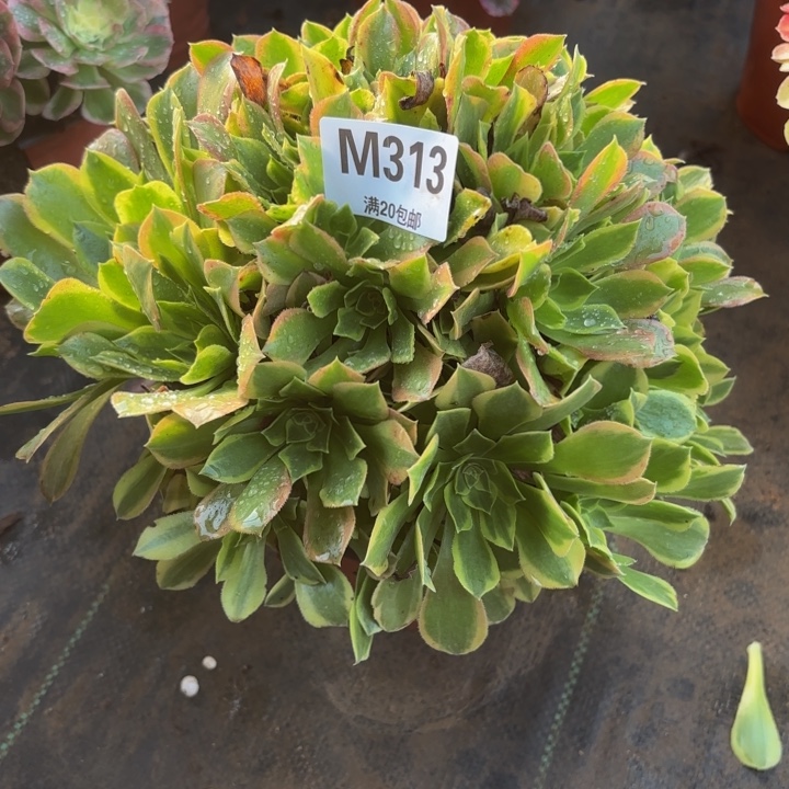 瑞妈，，。。。。。。313青檬。