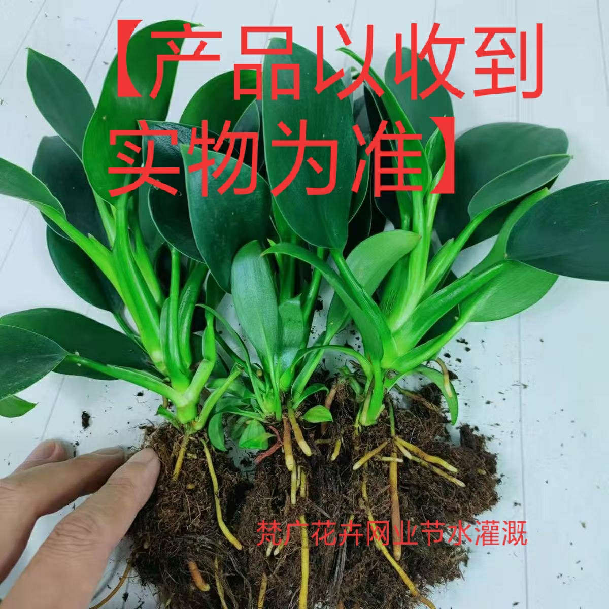 9绿公主盆栽植物金钻办公室内好养四季常青吸甲醛造景花卉吸毒王