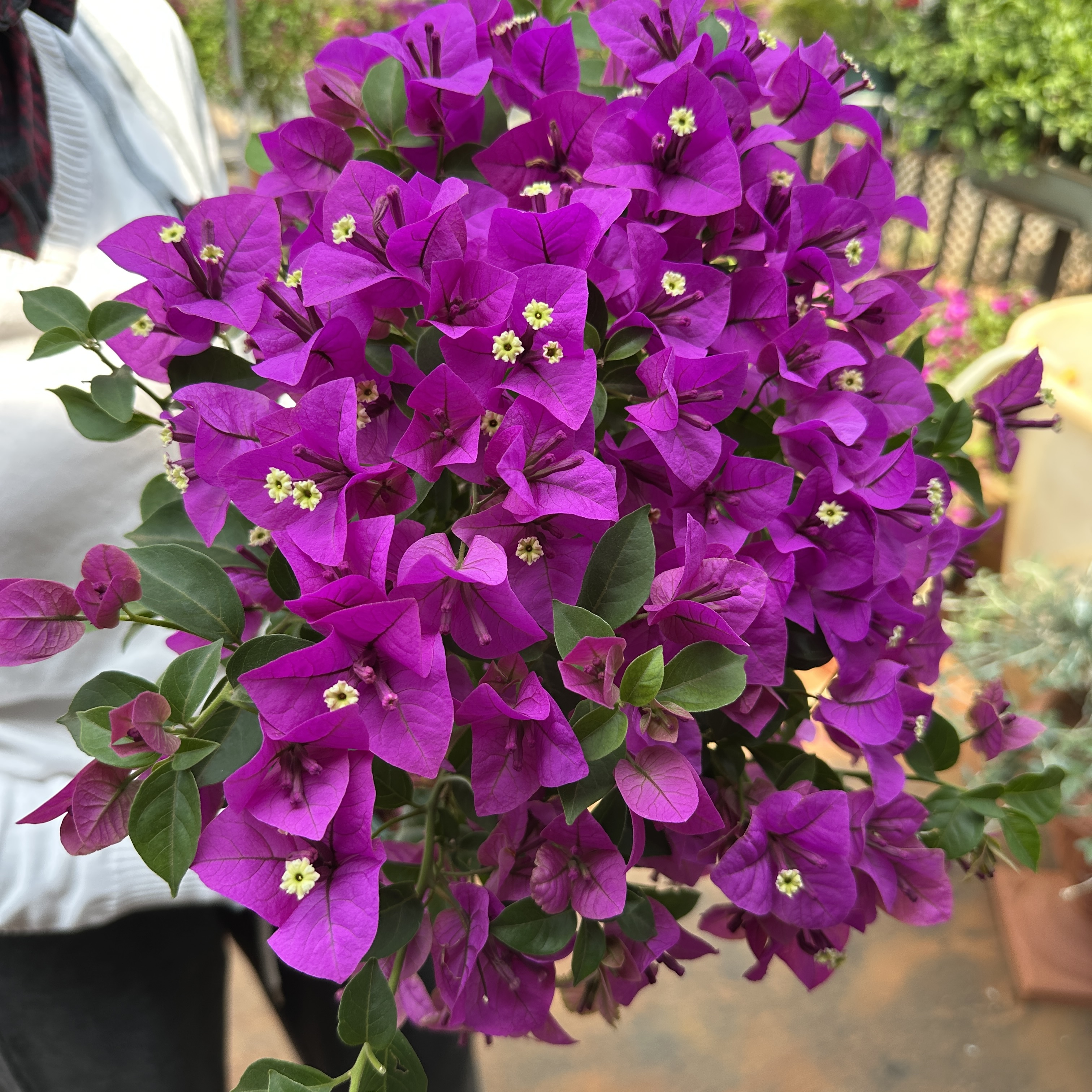 【四号店】云南紫三角梅安格斯运输当中有可能会掉花落叶4-11