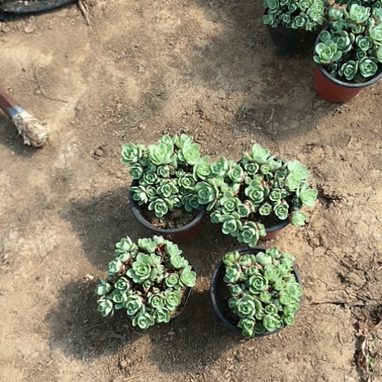 山地玫瑰四盆多肉24