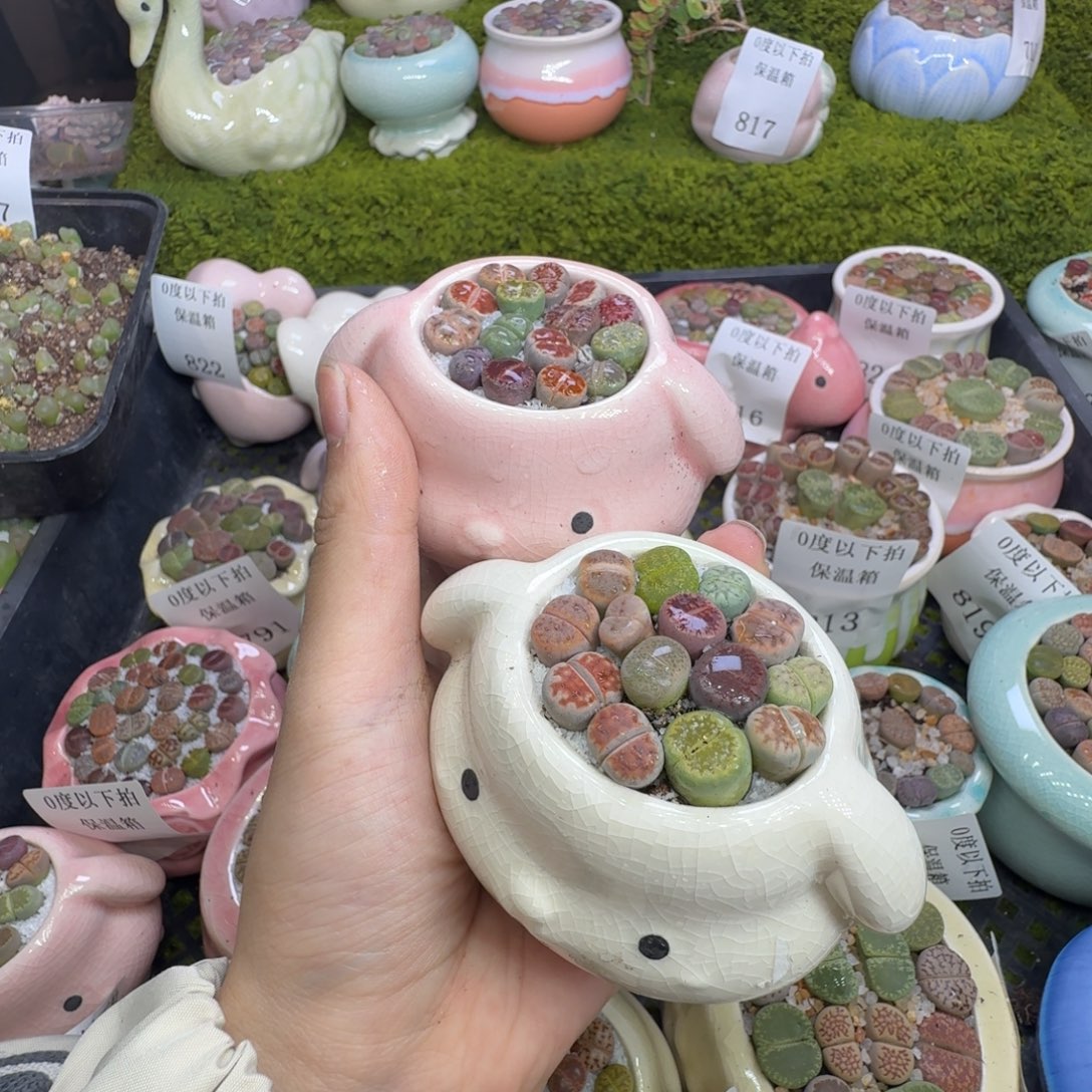 瞧***的多肉植物和植物的832