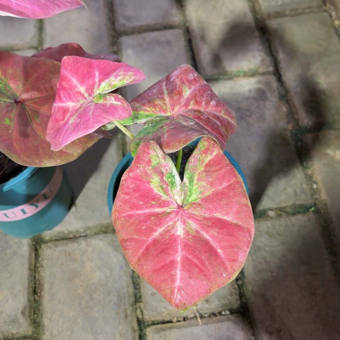 泰国彩叶芋18-0905