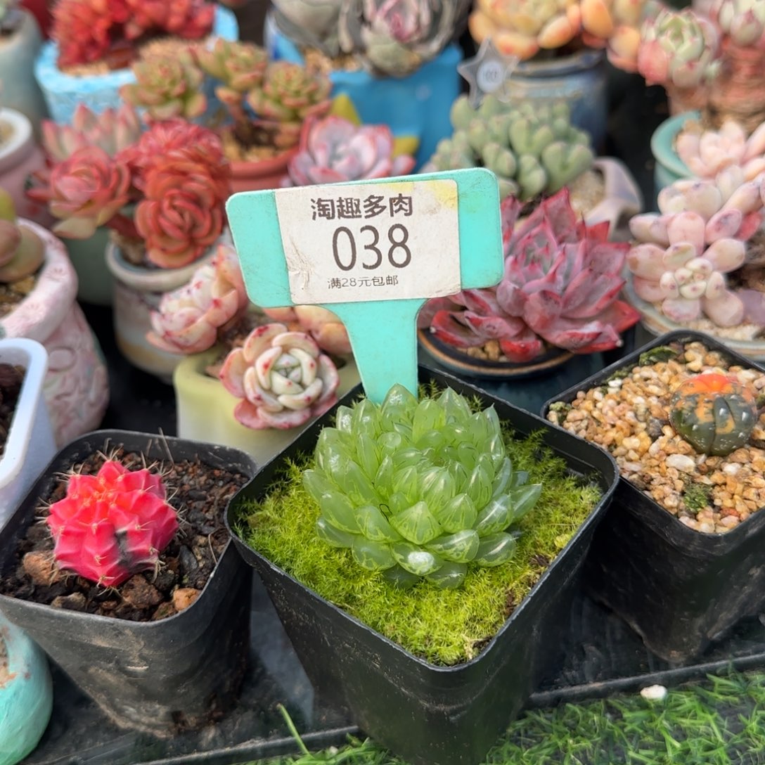 向****多肉植物浴露系列