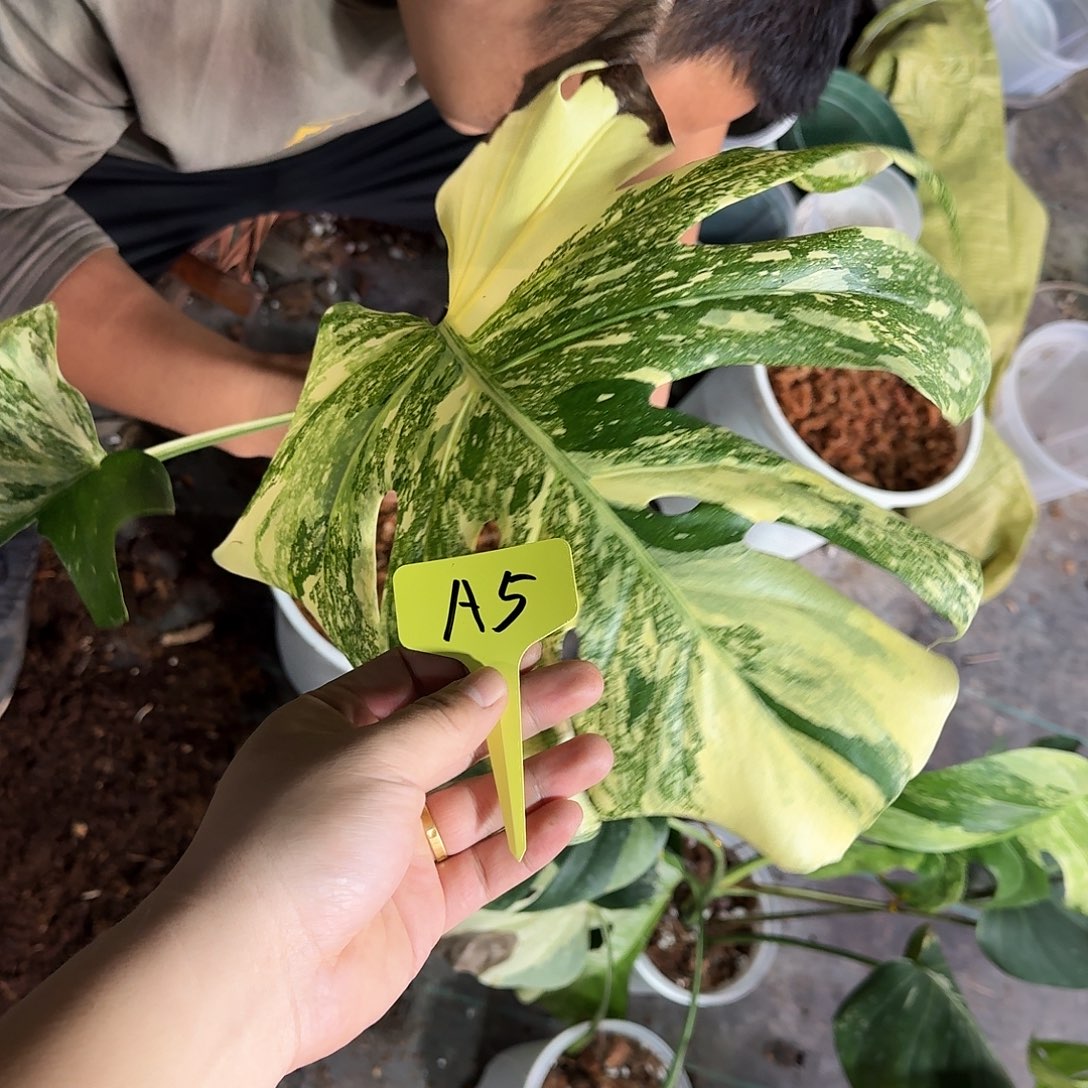 不开花植物国产个体洒金A5