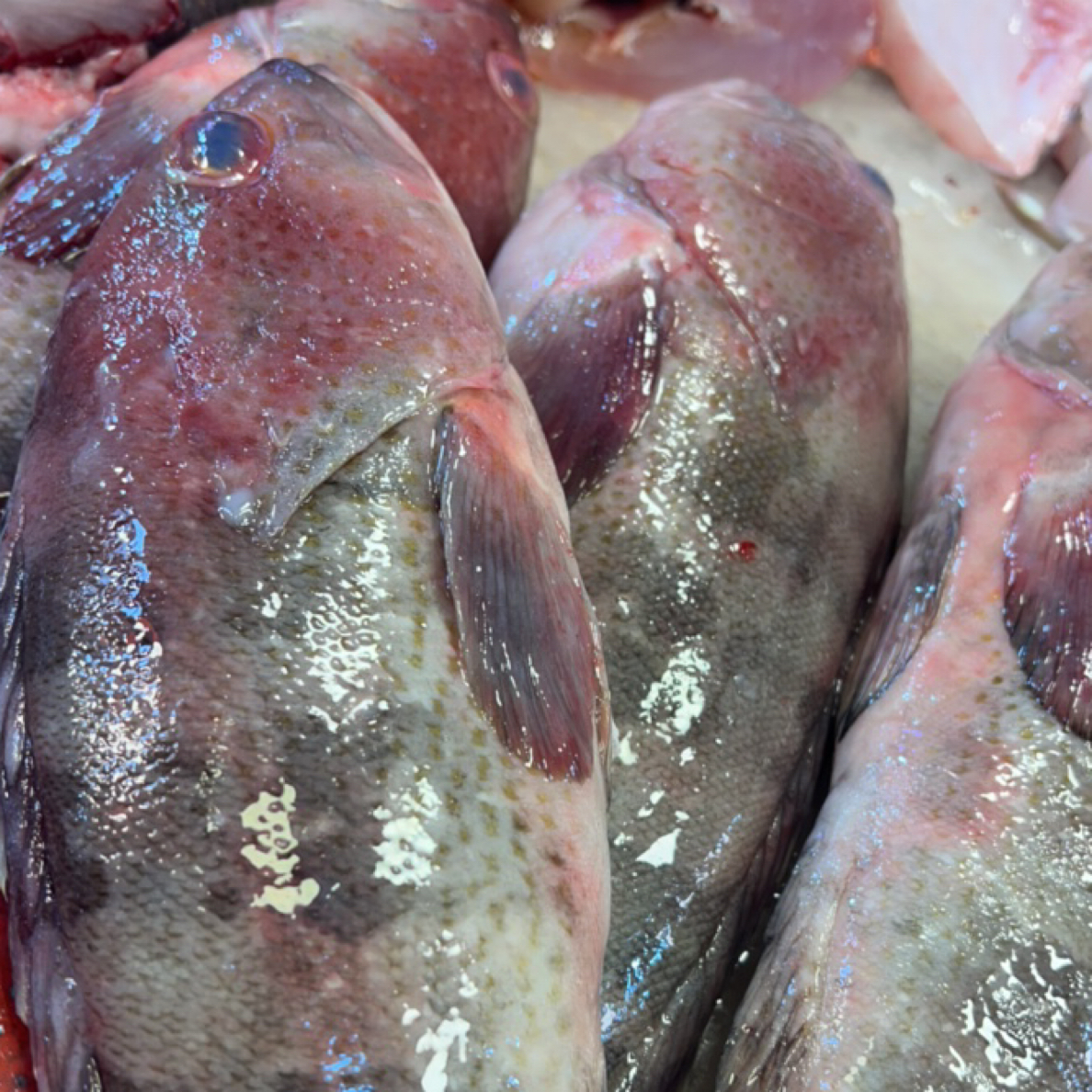 本港黄丁斑 四斤起包邮