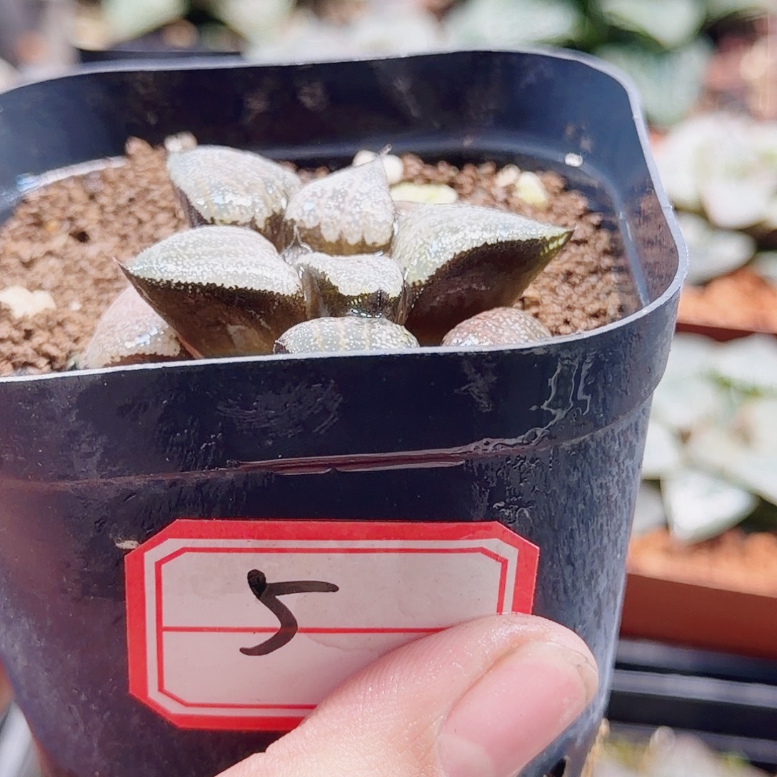 无花朵十二卷实生福利