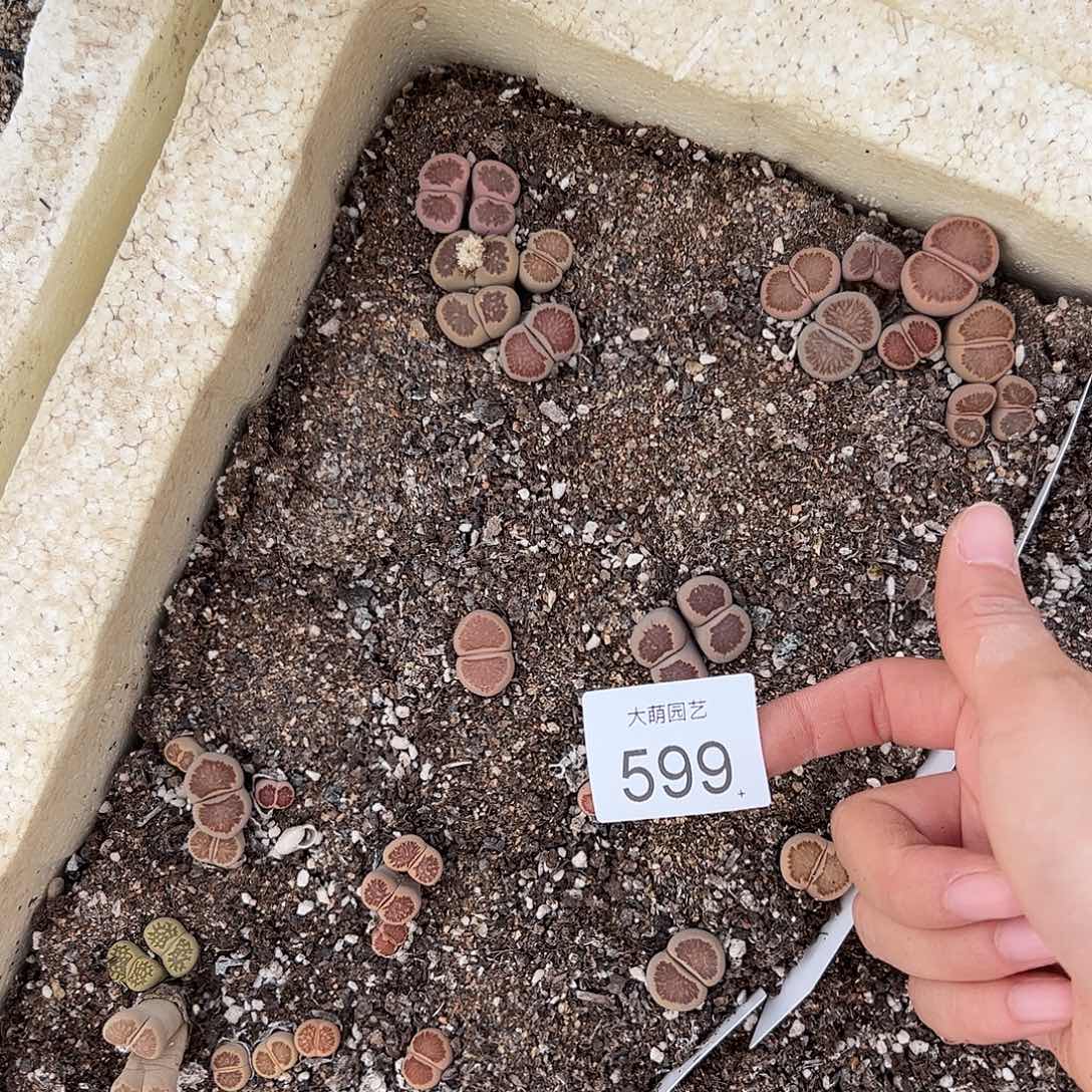 清框脱土发     无售后    599