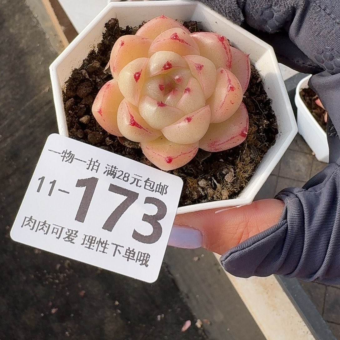 M100无盆土发货无盆