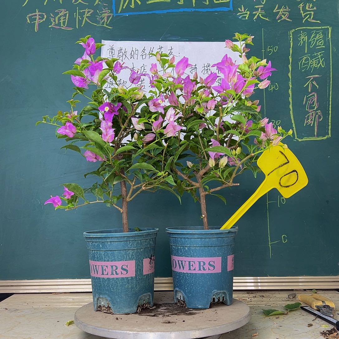 当前无花栽培后可以开花下播 雪紫 巴西紫 70