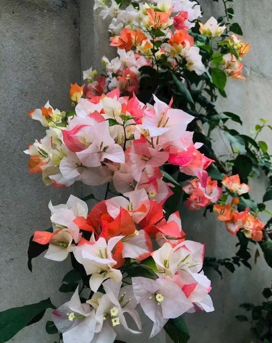 29【彩花三角梅】室内外阳台露台庭院盆栽地栽四季勤花绿植