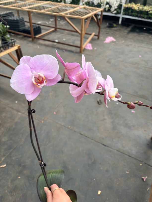 蝴蝶兰———(江山美人)卖苗花不售后