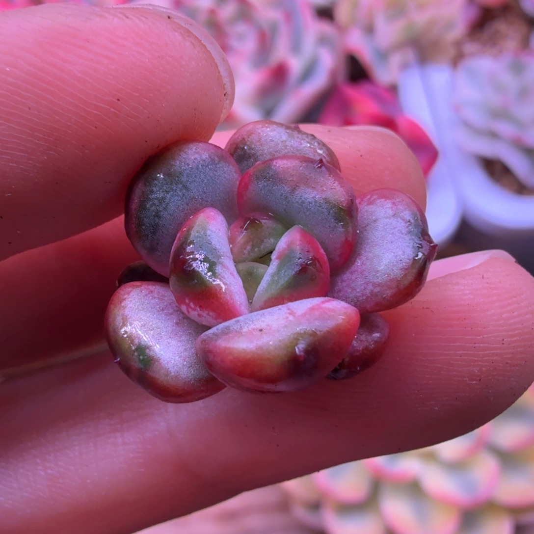 葡萄锦 多肉植物锦 