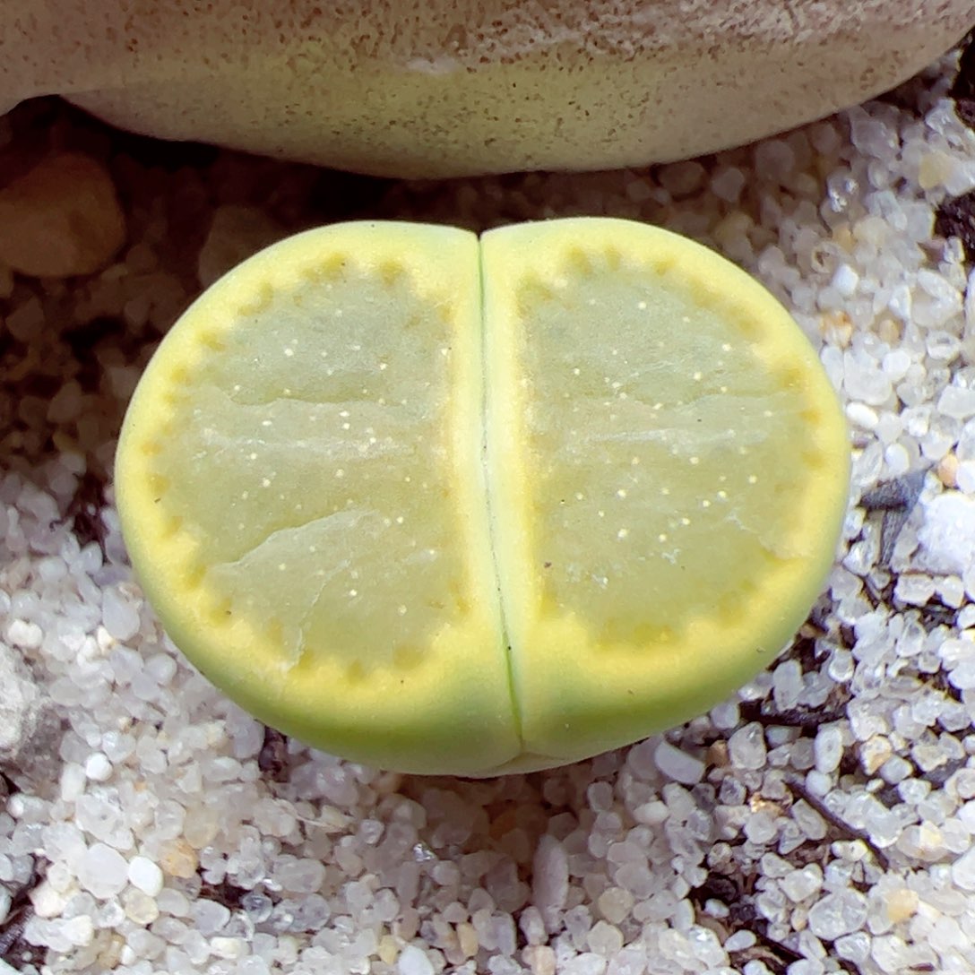 115优秀的肉肉18