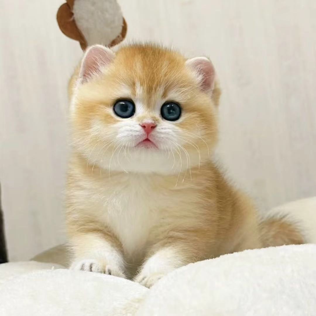 全品种可爱活体猫咪包括金渐层英短美短暹罗等