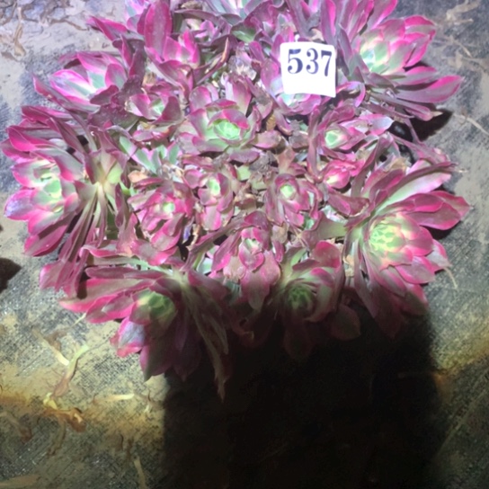 多肉植物女巫537