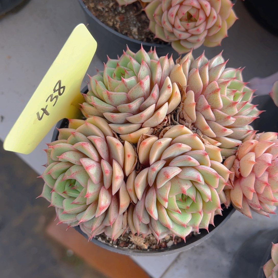 福利来了来了来了来