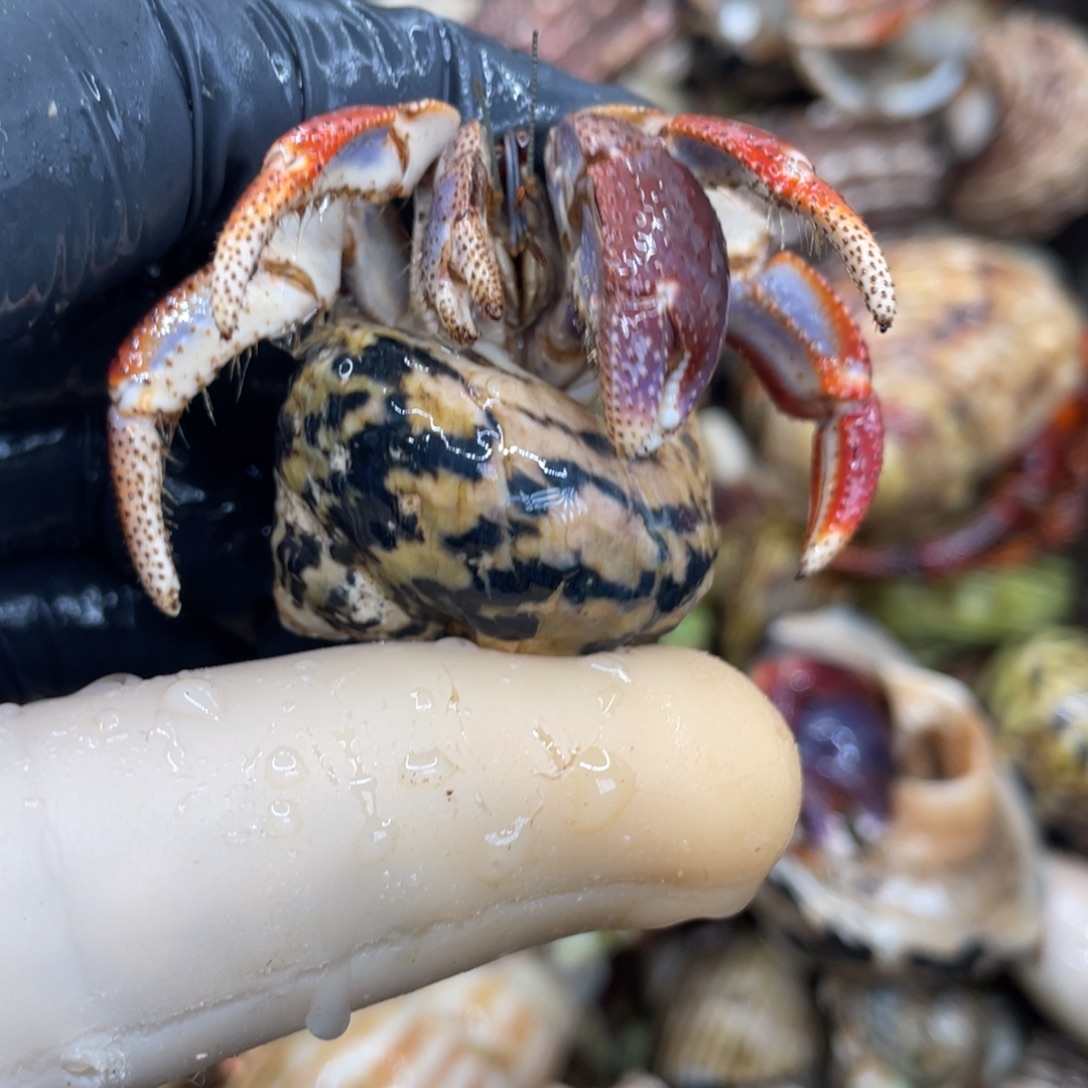 不退不换活体宠物32