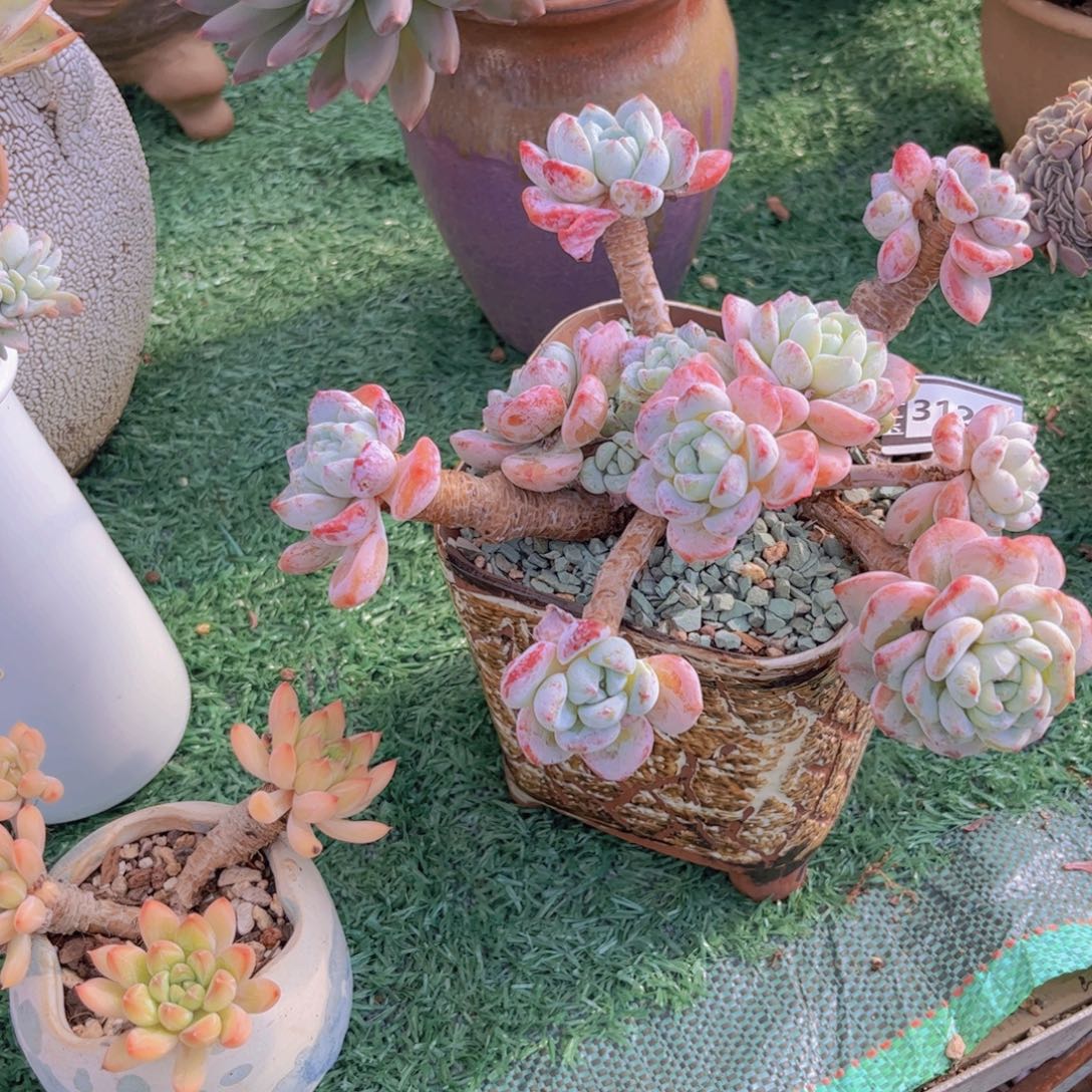 用***7冷香多肉植物31202