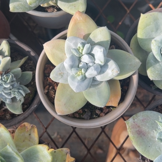 相*谢谢宝～一物一拍2948