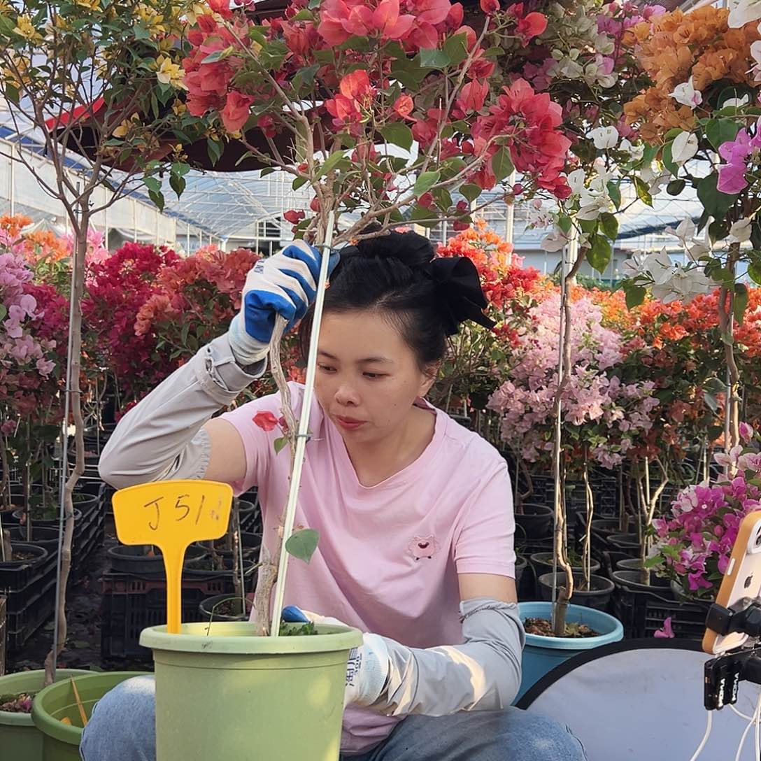 小***丁大部分花苞少量开放J51不甜