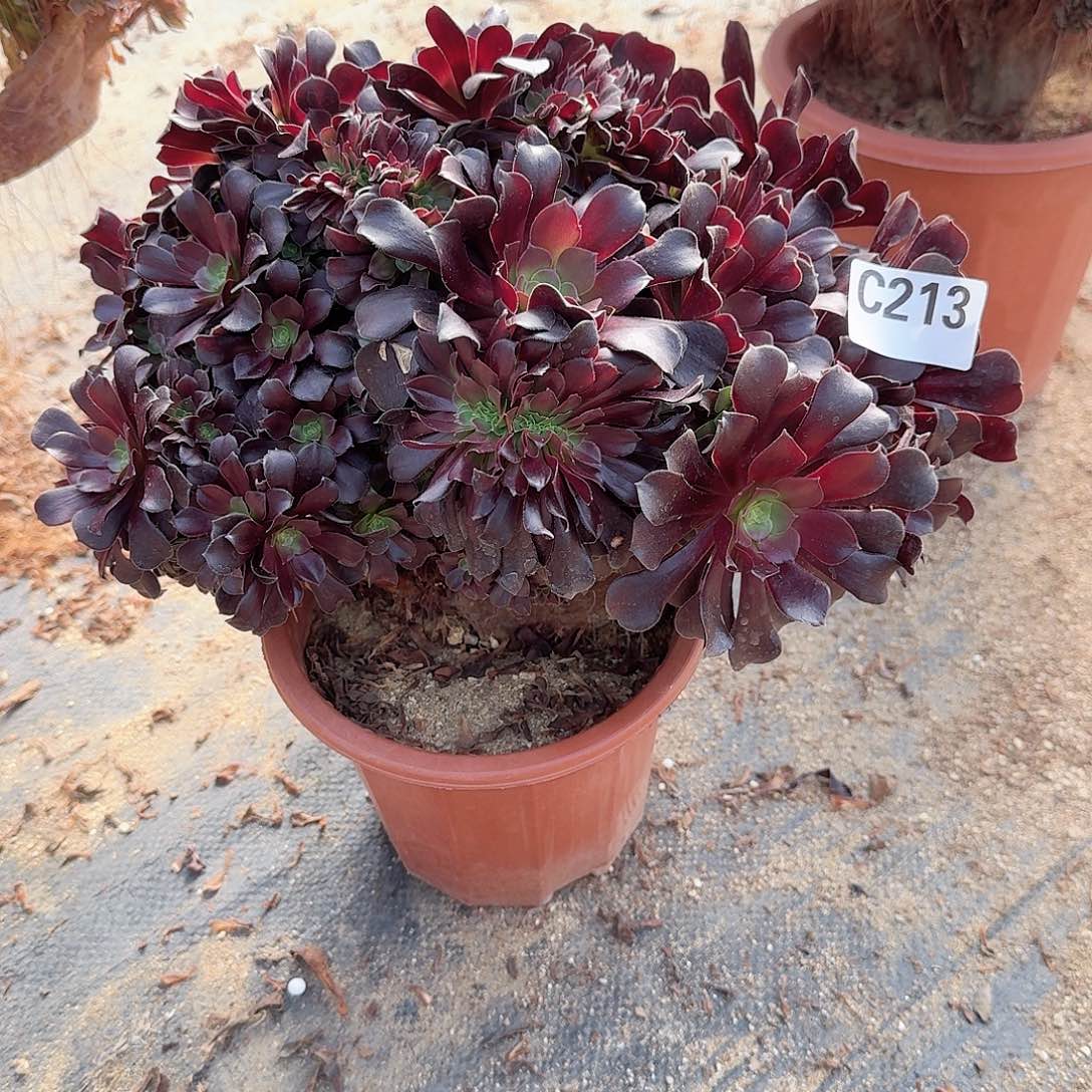 213欧紫朵朵一颗呀呀