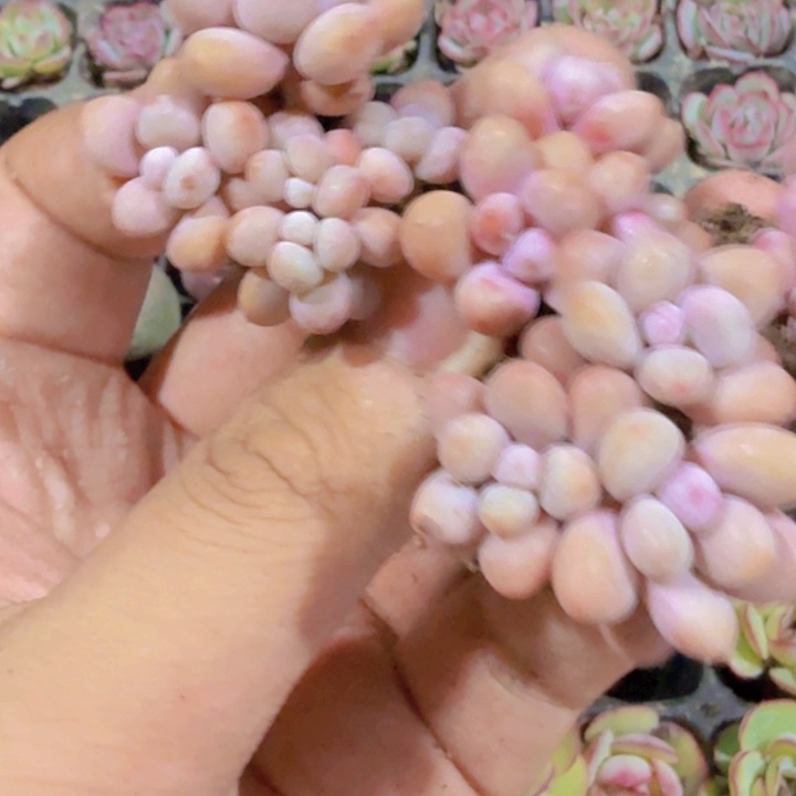 糖果桃蛋五颗一组