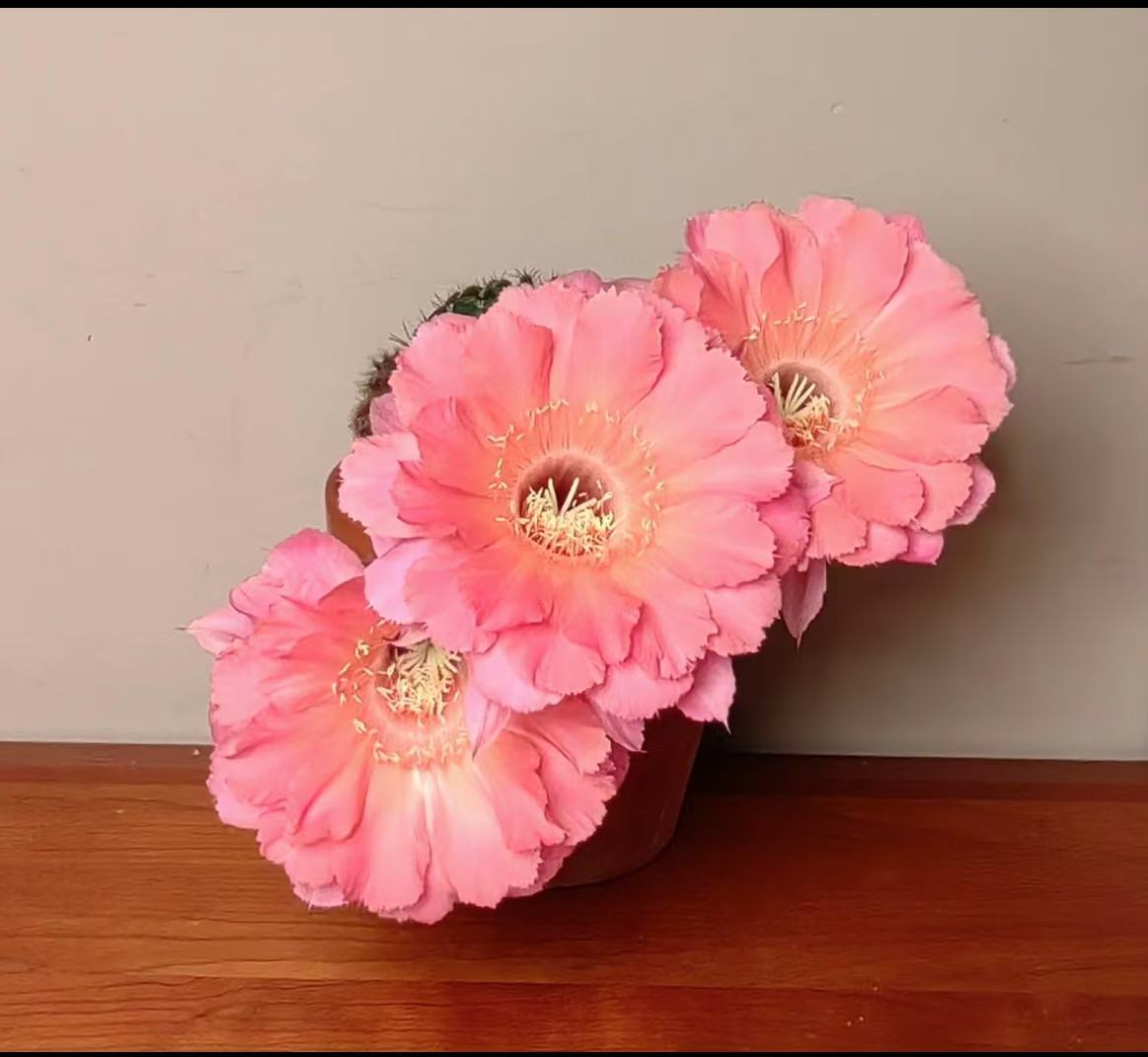 山脉天际线 仙人球夏型种绿植盆栽桌面阳台办公室摆件