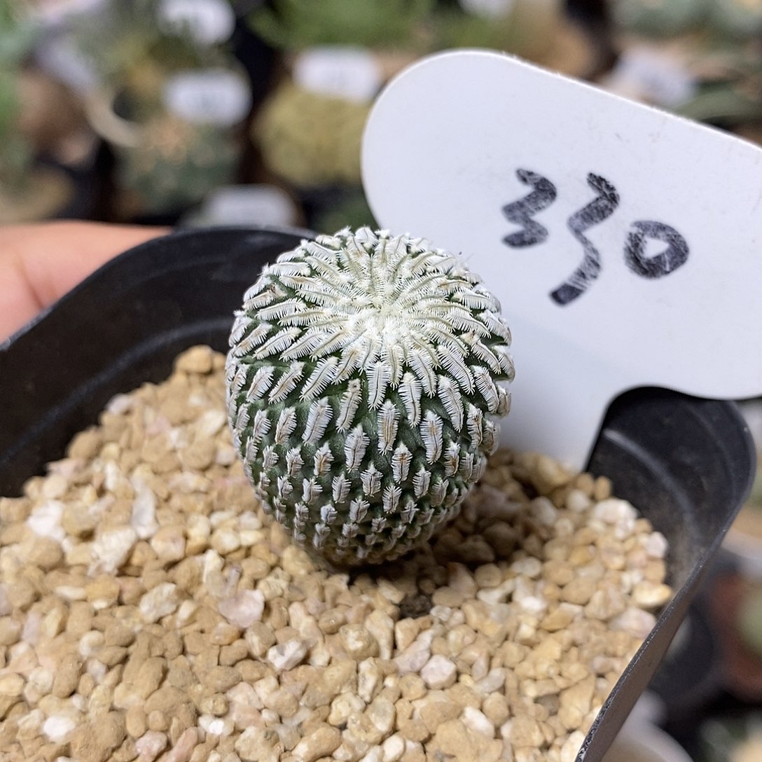 实生精巧殿330号2.5cm