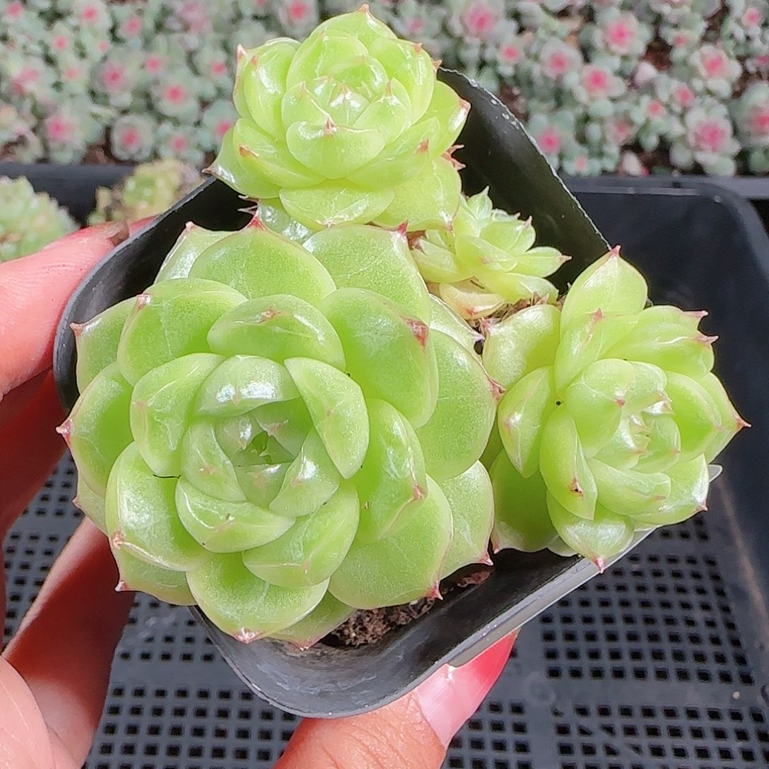 0921-63麦秆优选不包整