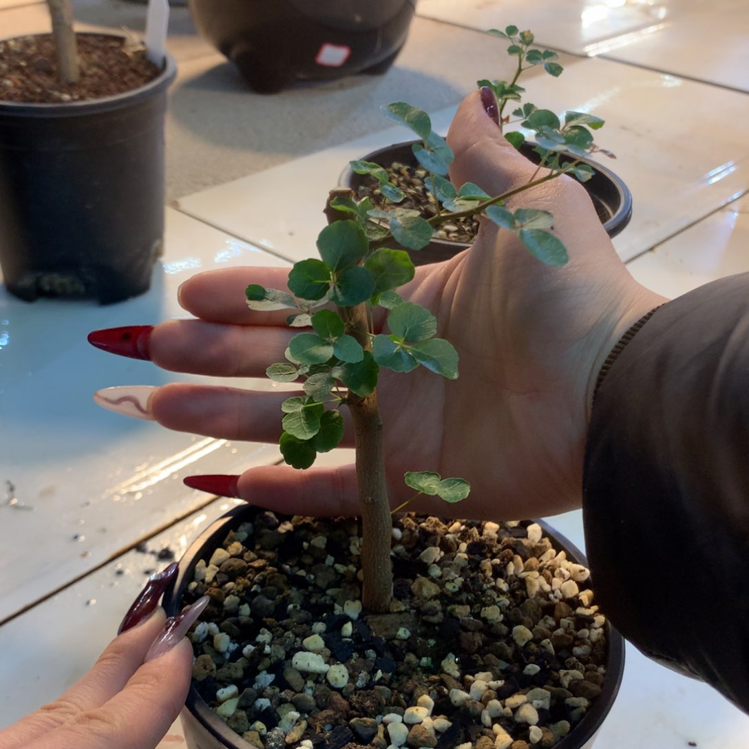 波叶橄榄带盆发货