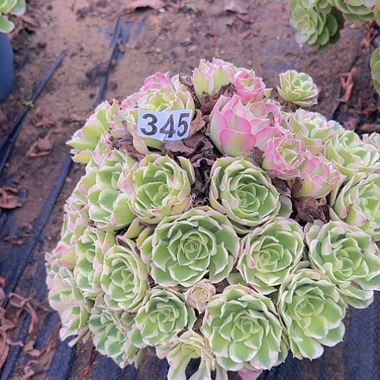 叶***子多肉植物一个白凤
