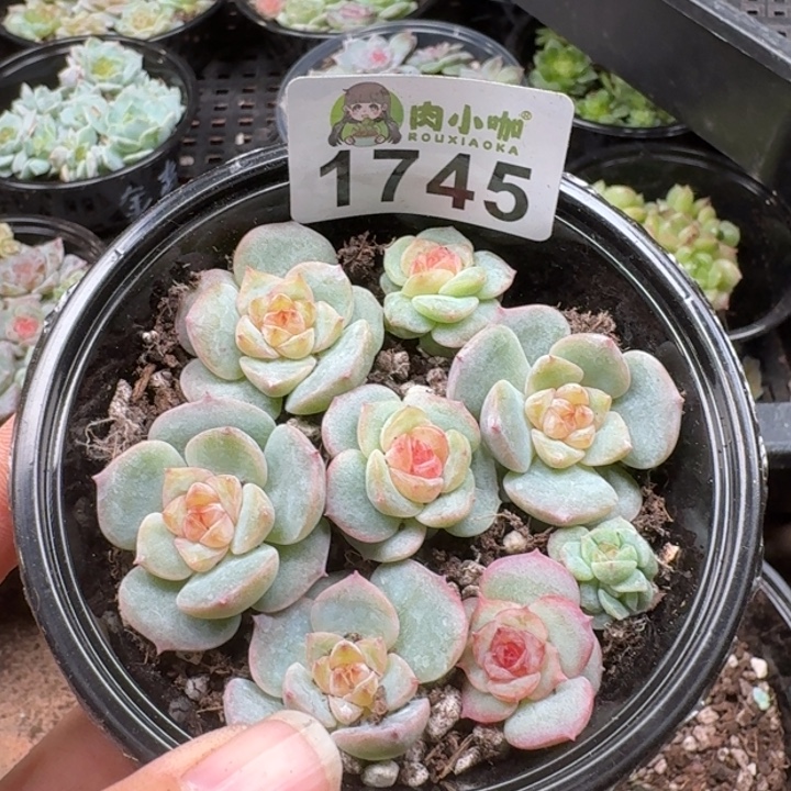 多肉植物多肉植物